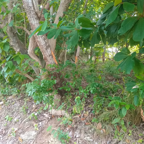 Excelente lote san andres islas peper hill parte alta  - Imagen 5