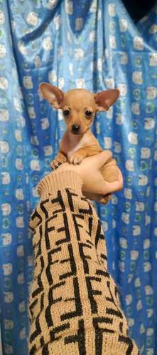 HERMOSO CACHORRITO PINCHER MINI