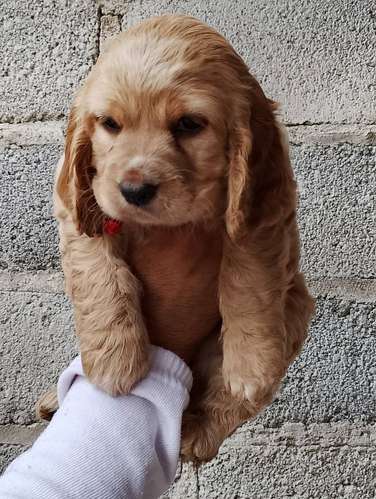 HERMOSO CACHORRITO COCKER SPANIEL 