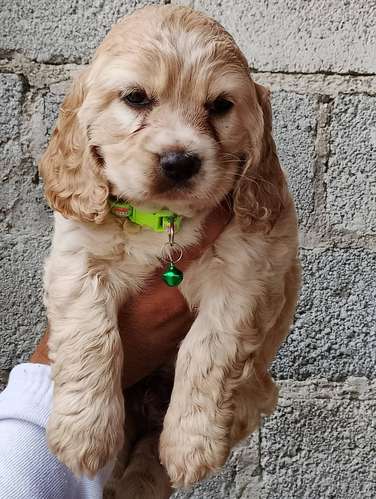 HERMOSO CACHORRITO COCKER SPANIEL 