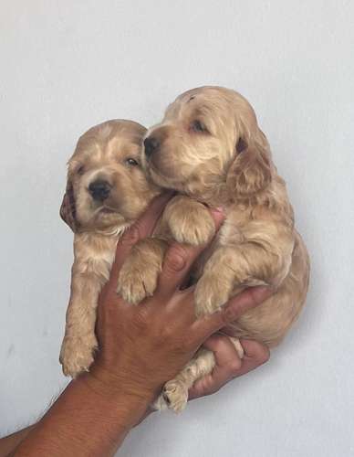 HERMOSAS CACHORRITAS COCKER SPANIEL 