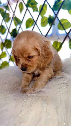 HERMOSAS CACHORRITAS COCKER SPANIEL 