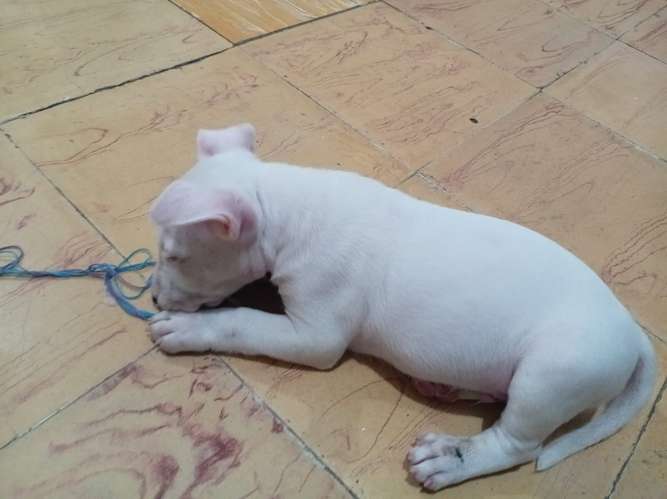HERMOSO CACHORRITO BULL TERRIER 