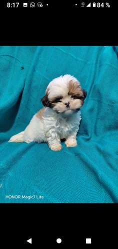 Shihtzu cachorritos mini Puros