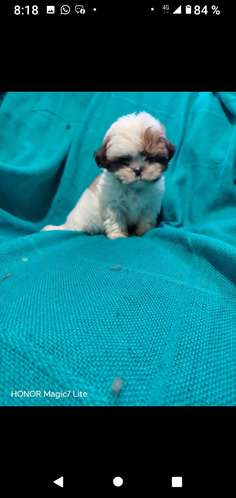 Shihtzu cachorritos mini Puros