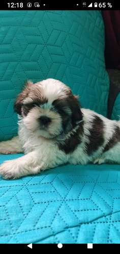 Shihtzu cachorritos mini Puros