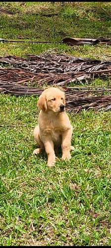 Vendo cachorros Golden 