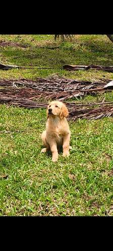 Vendo cachorros Golden 