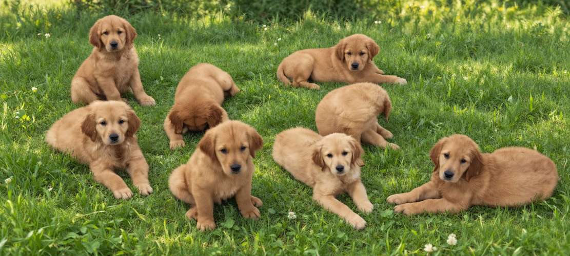 Vendo cachorros Golden 