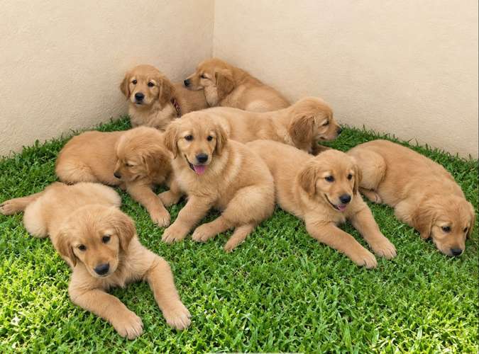 Vendo cachorros Golden 