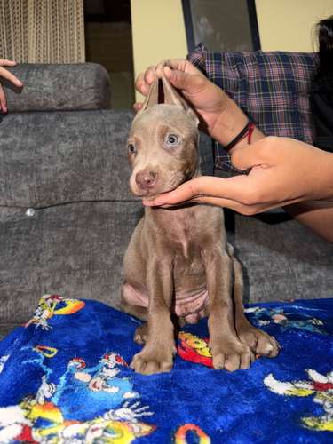 HERMOSO CACHORRITO DOBERMAN ISABELLA 