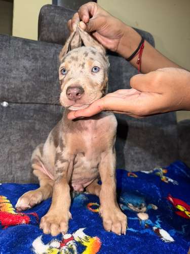HERMOSO CACHORRITO DOBERMAN MERLE - Imagen 1