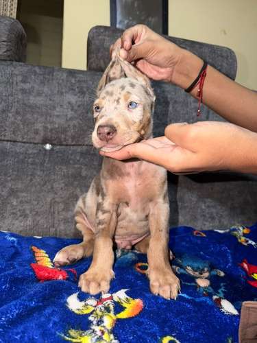 HERMOSO CACHORRITO DOBERMAN MERLE - Imagen 2