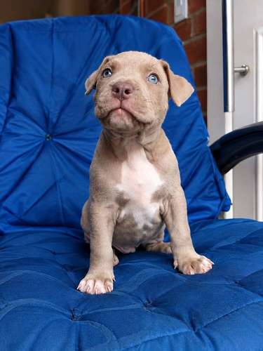HERMOSO CACHORRITO PITBULL LILAC OJOS AZULES - Imagen 2