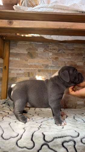 HERMOSO CACHORRITO AMERICAN BILLY GRIS - Imagen 3