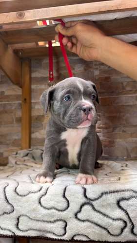 HERMOSO CACHORRITO AMERICAN BILLY GRIS