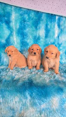 HERMOSAS CACHORRITAS GOLDEN RETRIVER 