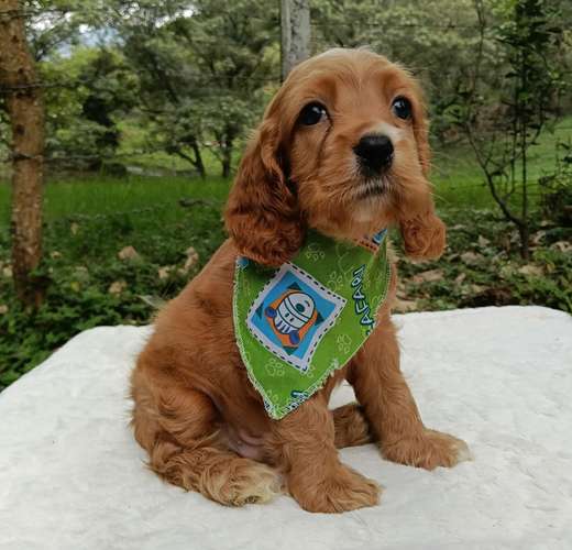 Hermosa cachorrita cocker spaniel 