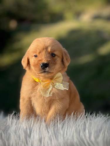 Linda y tierna ejemplar Golden retriever 