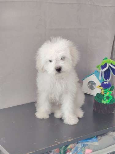 Hermoso cachorro frespodler 