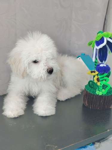 Hermoso cachorro frespodler  - Imagen 2