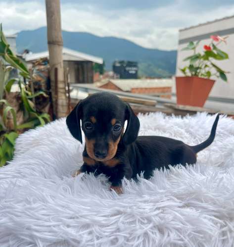 Cachorrito tracker mini 
