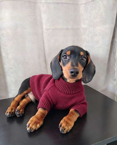 Tecker mini 3 meses 