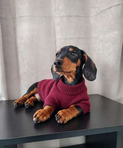 Tecker mini 3 meses 