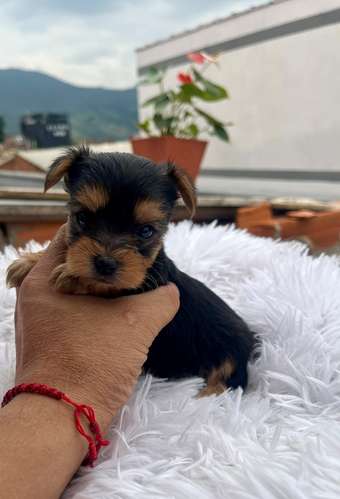 Cachorrita yorkshire terrier mini 