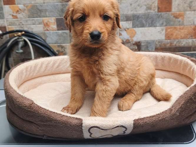 Golden retriever 
