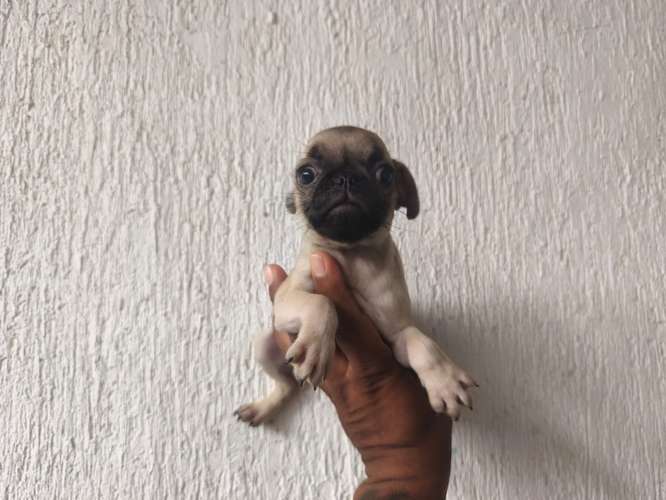 Cachorrito Pug chino 