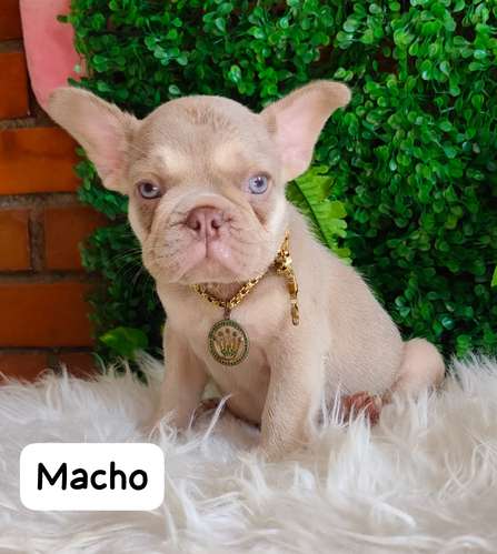 Cachorrito bulldog francés vacunado en Cali 