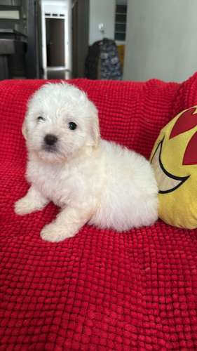 HERMOSAS CACHORRITAS FRENCH POODLE MINI TOY 