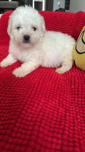 HERMOSAS CACHORRITAS FRENCH POODLE MINI TOY  - Imagen 2