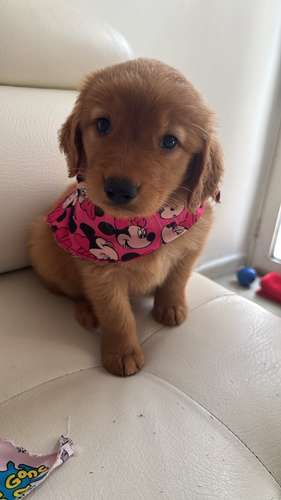 HERMOSA CACHORRITA GOLDEN RETRIVER 
