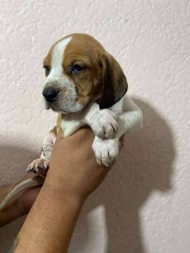 HERMOSOS CACHORRITOS BEAGLE TRICOLOR  - Imagen 2
