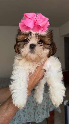 HERMOSA CACHORRITA SHIH TZU MINI