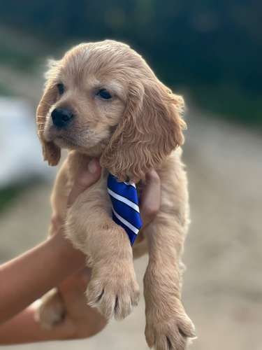Cachorro cocker spaniel en Cali 