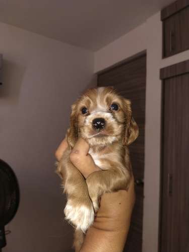 Cachorrito cocker spaniel en Cali 