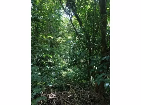 FINCA EN VENTA A 15 MINUTOS DE MONTE VERDE