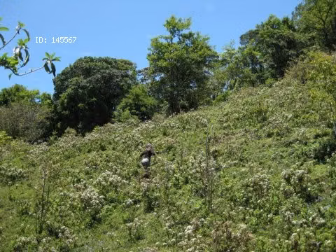 FINCA EN VENTA A 15 MINUTOS DE MONTE VERDE