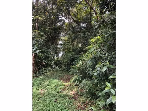 VENTA DE FINCA EN SAN ISIDRO DEL GENERAL EN PEREZ ZELEDON - Imagen 5