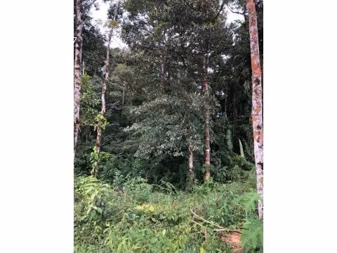 VENTA DE FINCA EN SAN ISIDRO DEL GENERAL EN PEREZ ZELEDON - Imagen 7