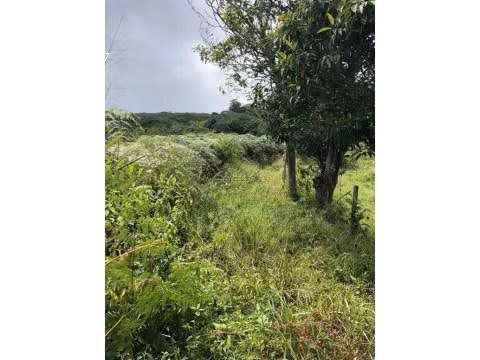 VENTA DE FINCA EN SAN ISIDRO DEL GENERAL EN PEREZ ZELEDON - Imagen 6