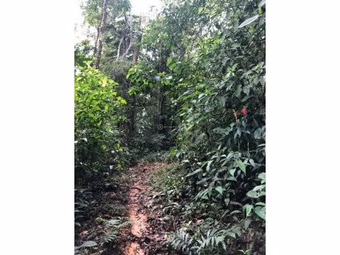 VENTA DE FINCA EN SAN ISIDRO DEL GENERAL EN PEREZ ZELEDON - Imagen 10