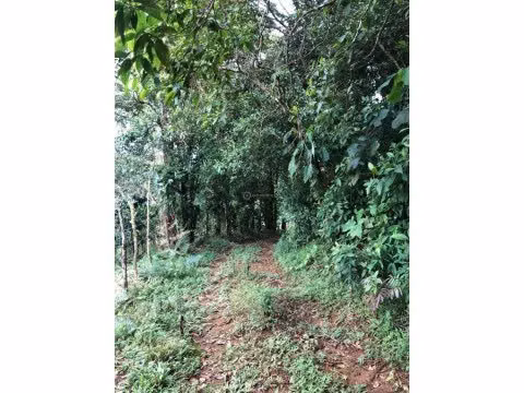 VENTA DE FINCA EN SAN ISIDRO DEL GENERAL EN PEREZ ZELEDON - Imagen 3