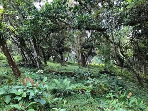 Hermoso lote en medio de la naturaleza en San Isidro Heredia | L171 - Imagen 7