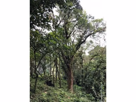 Hermoso lote en medio de la naturaleza en San Isidro Heredia | L171 - Imagen 6