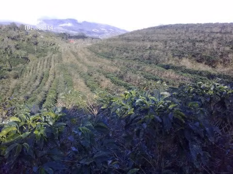 VENTA PROPIEDAD - VISTA VOLCÁN POÁS - ALAJUELA - para desarrollar - Imagen 6