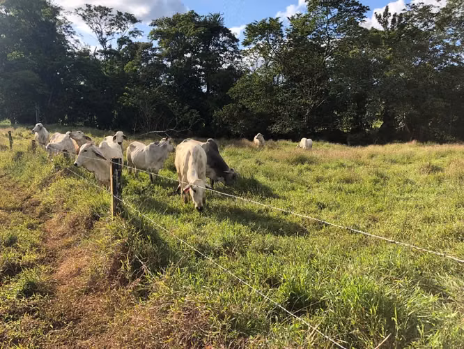 FINCA EN VENTA EN SAN CARLOS.